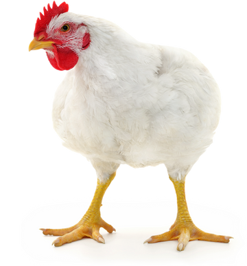 A chicken