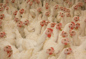 Crowded white broiler chickens in shed