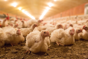 Crowded white broiler chickens in shed