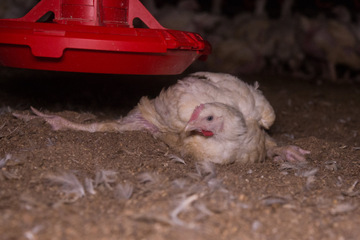 White broiler chicken laying down