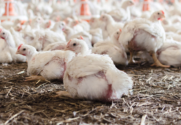 White broiler chickens laying down