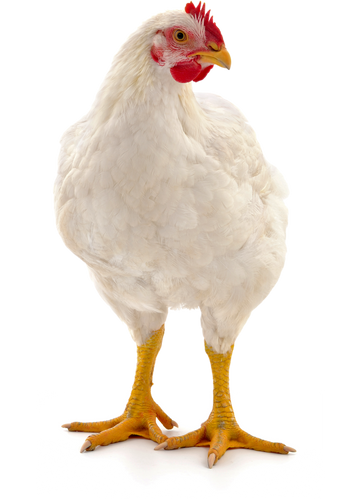 A chicken