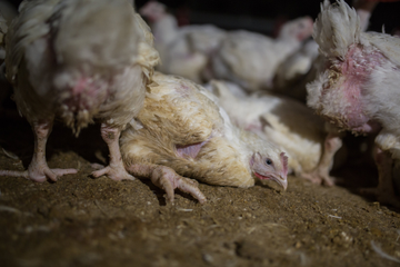 White broiler chickens crowding in dark shed
