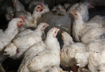 White broiler chickens crowding in dark shed