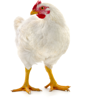 A chicken